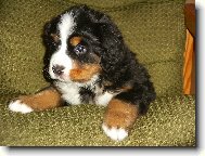 Berner Sennenhund