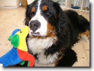Berner Sennenhund
