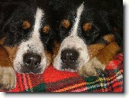 Berner Sennenhund