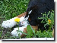 Berner Sennenhund