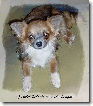 Chihuahua