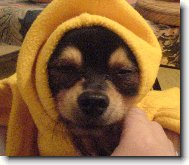 Chihuahua