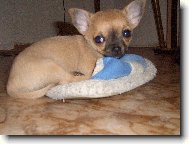 Chihuahua