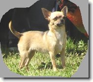 Chihuahua