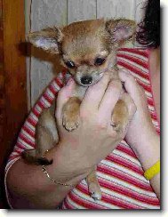 Chihuahua