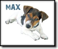 Jack Russell Terrier