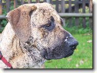 Fila Brasileiro