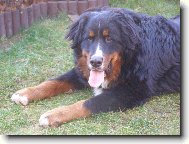 Berner Sennenhund