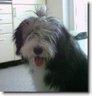 Bearded collie \(Dog standard\)