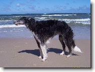 Borzoi  Russian Hunting Sighthound