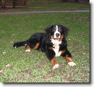 Berner Sennenhund