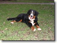 Berner Sennenhund
