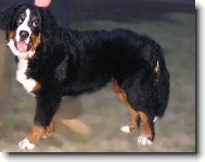 Berner Sennenhund