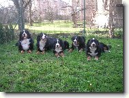Berner Sennenhund