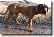 Tosa Inu, Japanese Fighting Dog