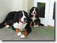 Berner Sennenhund