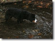 Berner Sennenhund