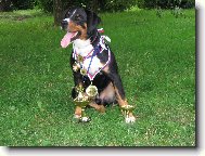 Appenzeller Sennenhund