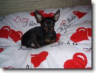 PRAGUE RATTER