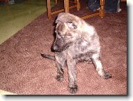 Dutch shepherd dog \\\\\(Dog standard\\\\\)