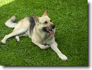 German Shepherd Dog