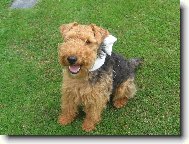 Welsh terrier \(Dog standard\)