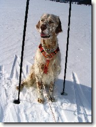 English setter