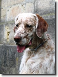 English setter