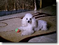 Toy Poodle