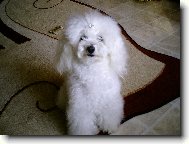 Toy Poodle