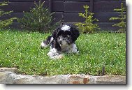 icu, Shih-Tzu