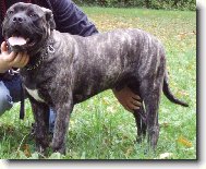 Mallorca mastiff \\\\\(Dog standard\\\\\)