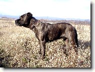 Mallorca mastiff \\\\\(Dog standard\\\\\)