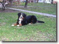 Berner Sennenhund