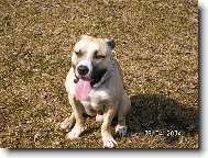 American Pit Bull Terrier