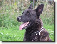 Dutch shepherd dog \\\\\\\\\\\\\\\\\\\\\(Dog standard\\\\\\\\\\\\\\\\\\\\\)