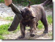 Dutch shepherd dog \\\\\(Dog standard\\\\\)