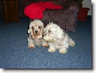 Dandie Dinmont Terrier