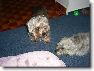 Dandie Dinmont Terrier