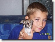 Chihuahua