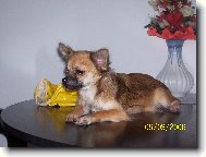 Chihuahua