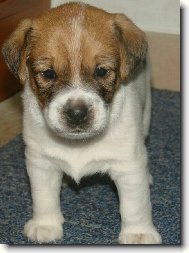 Jack Russell Terrier