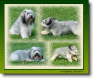 Polish lowland sheepdog \(Dog standard\)