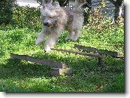 Pyrenean sheepdog long-haired \(Dog standard\)