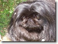 Pekingese, Pekinese, Peking Palasthound