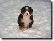 Berner Sennenhund