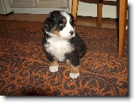 Berner Sennenhund