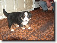 Berner Sennenhund