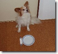 Papillon