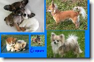 Chihuahua